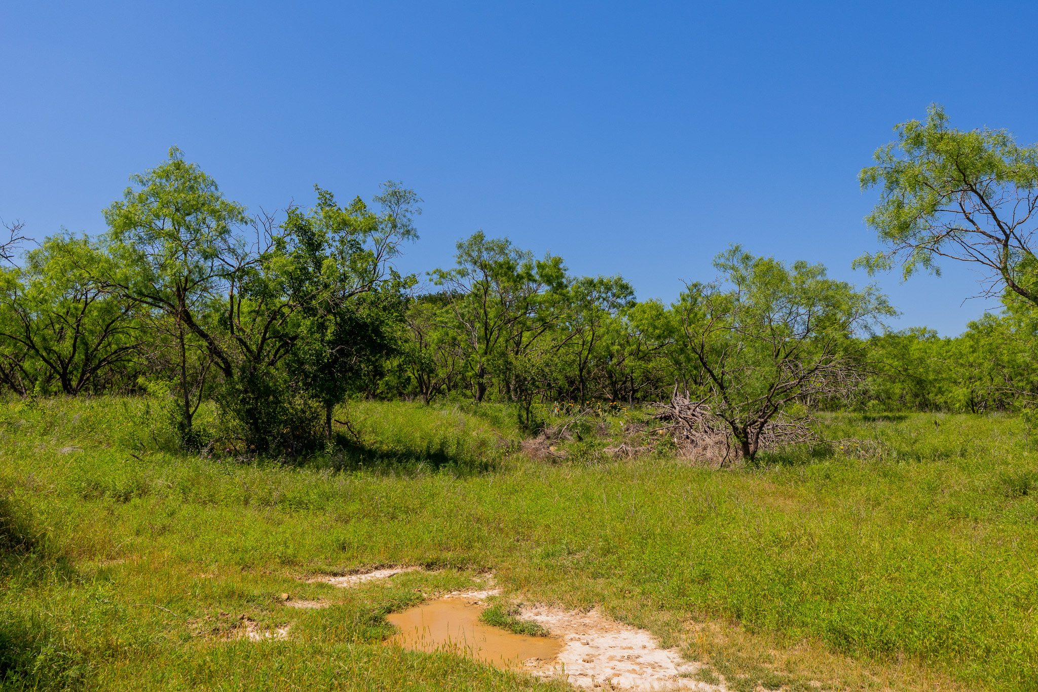 180 Covered Meadows Ranch Road Purmela, TX 76566 - Photo 11 of 21