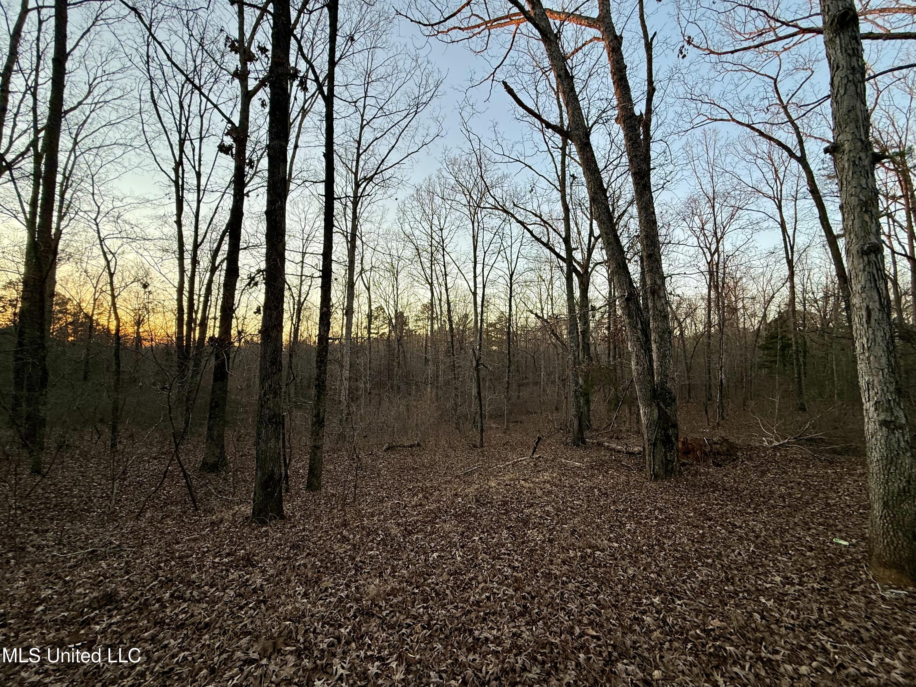 0 Tall Pines Road Ashland, MS 38603 - Photo 12 of 14 FullSizeRender