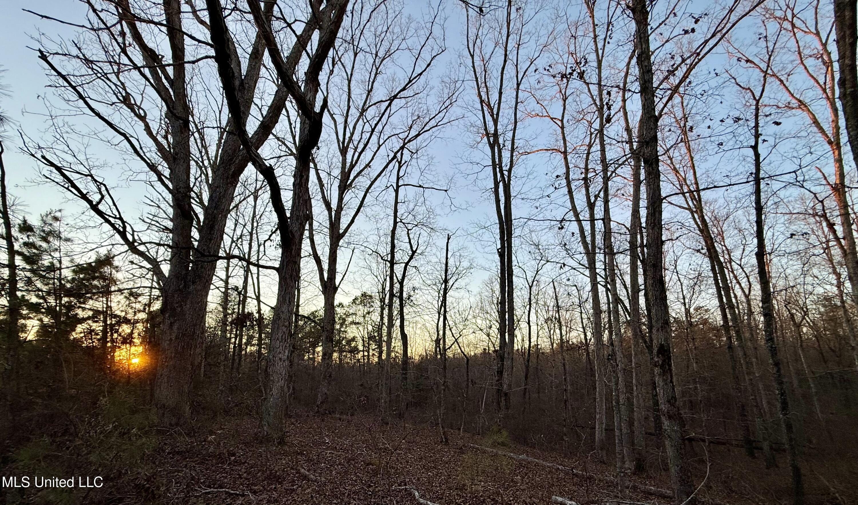 0 Tall Pines Road Ashland, MS 38603 - Photo 13 of 14 FullSizeRender