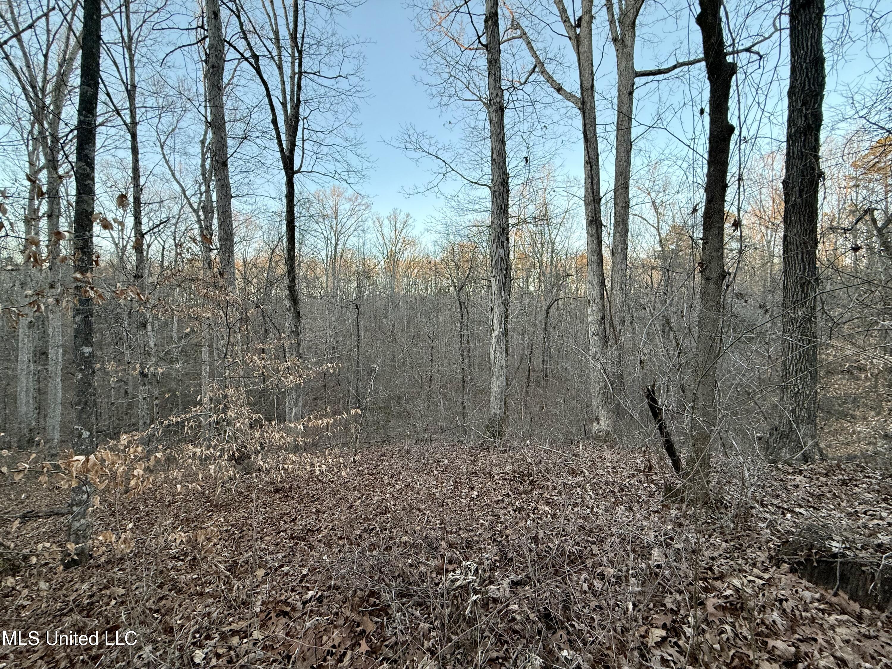 0 Tall Pines Road Ashland, MS 38603 - Photo 14 of 14 FullSizeRender