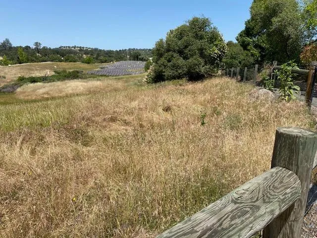 a view of some trees in a yard
