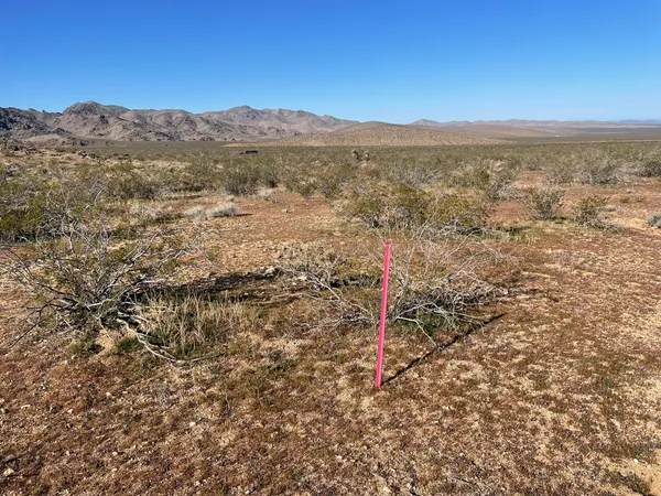 a view of a forest with a mountain
