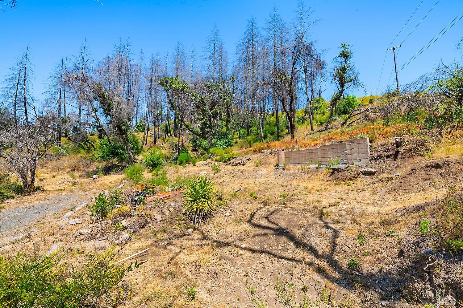 7905 St Helena Road Santa Rosa, CA 95404 - Photo 13 of 28 a view of a yard with plants and trees