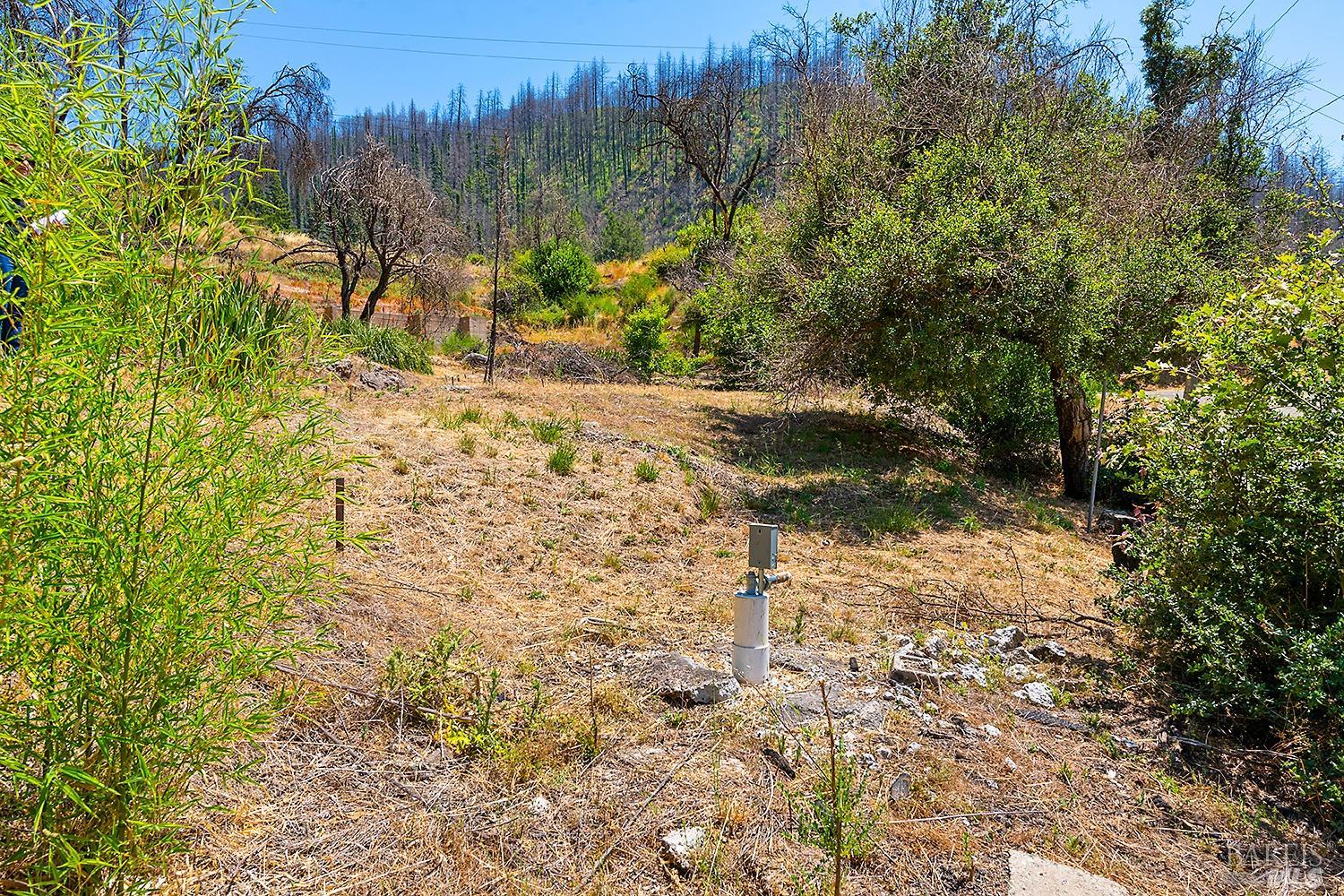 7905 St Helena Road Santa Rosa, CA 95404 - Photo 16 of 28 a view of a yard with plants and trees