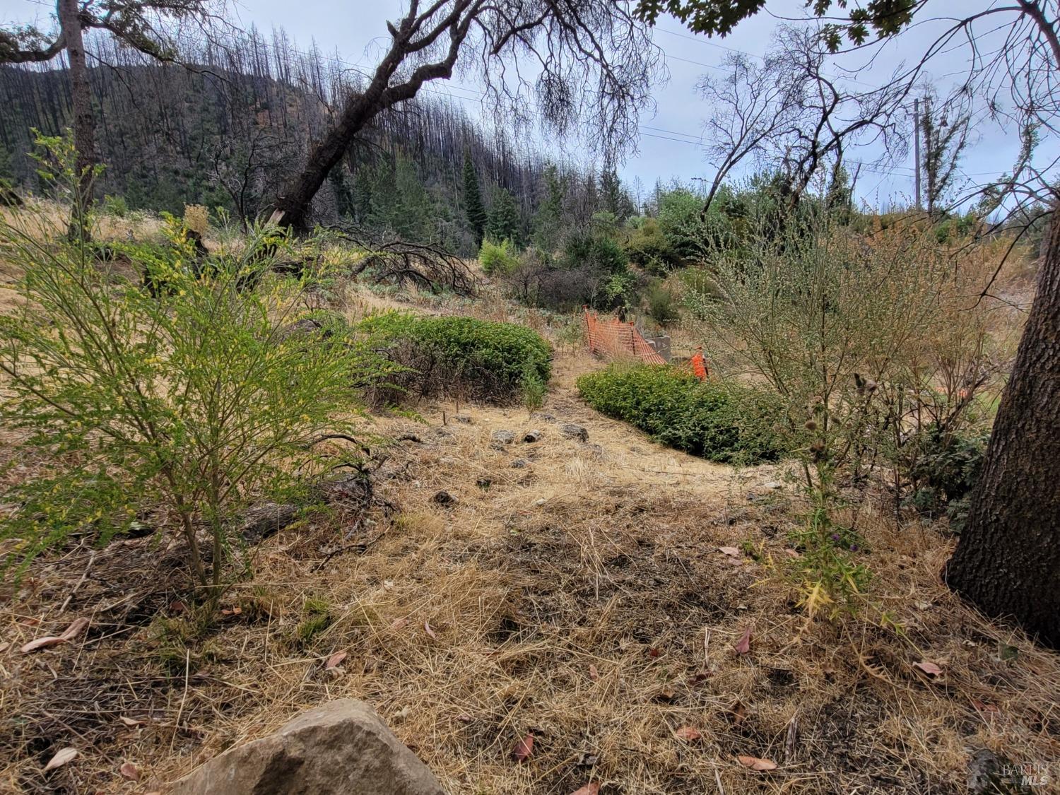 7905 St Helena Road Santa Rosa, CA 95404 - Photo 20 of 28 a view of a yard with plants and large trees