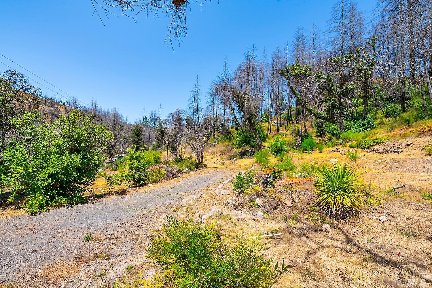 7905 St Helena Road Santa Rosa, CA 95404 - Photo 9 of 28 a view of a garden with plants and large trees