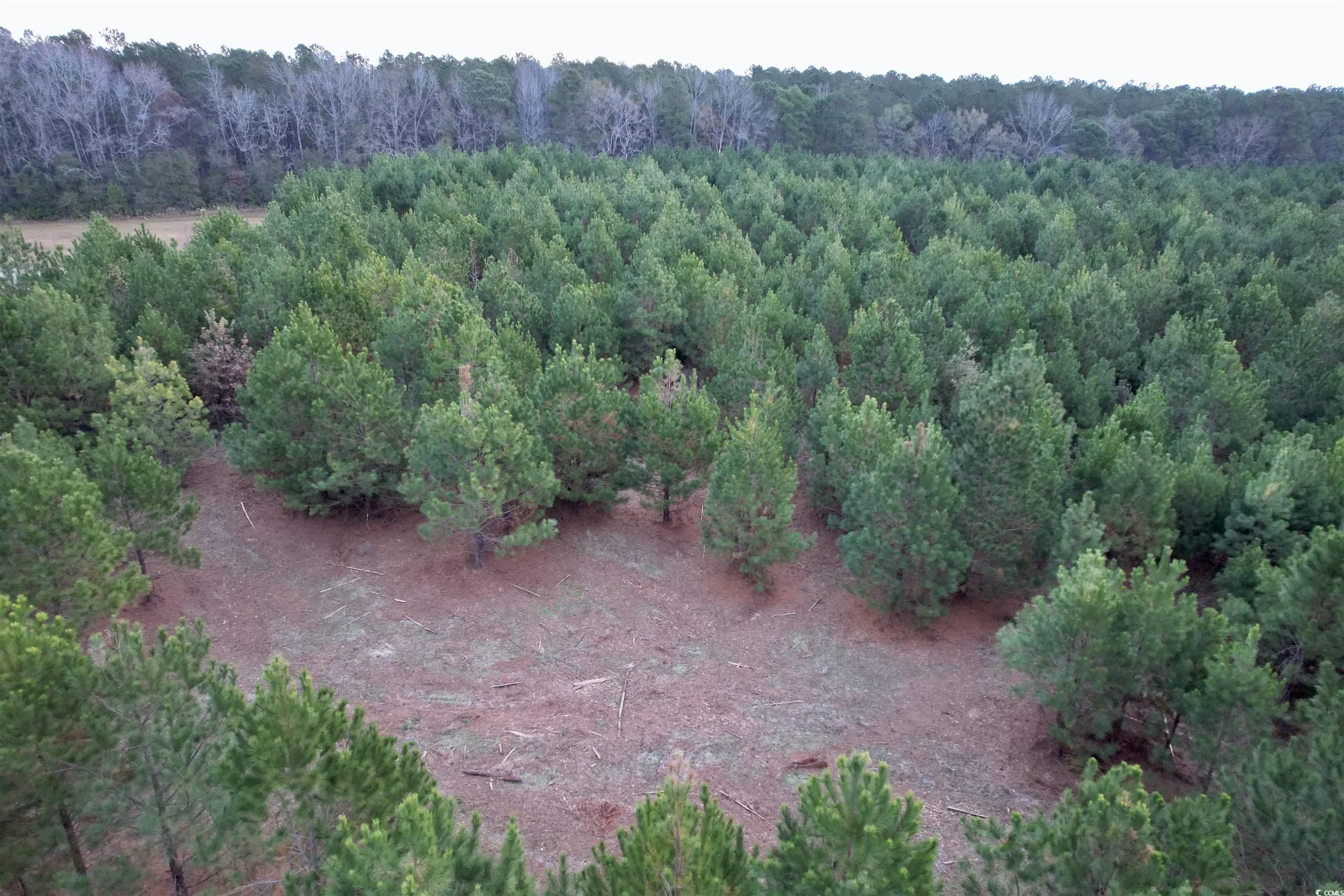 Lot 2-tbd Lot 2-tbd New Pine Road Johnsonville, SC 29555 - Photo 6 of 9