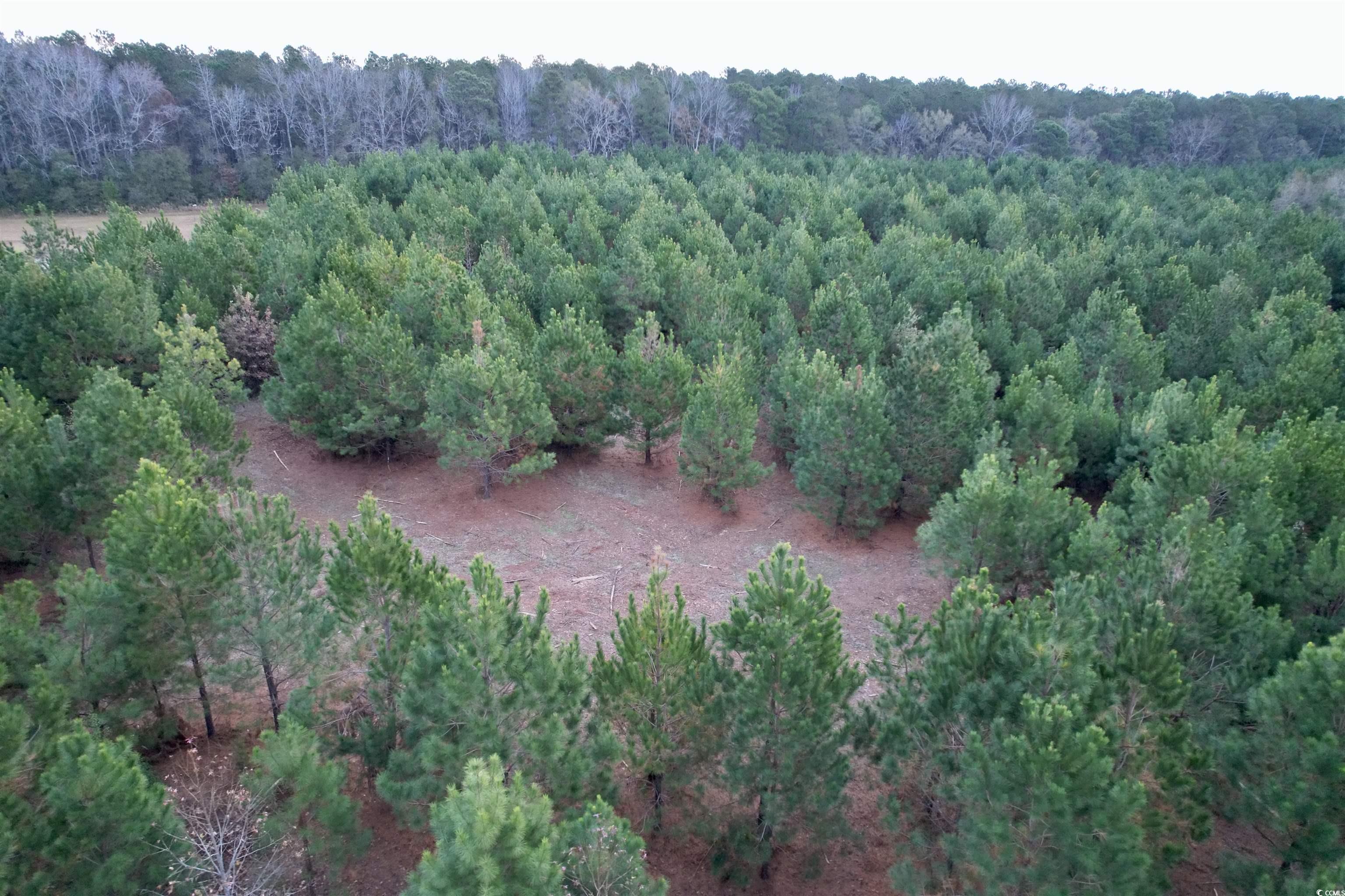 Lot 2-tbd Lot 2-tbd New Pine Road Johnsonville, SC 29555 - Photo 7 of 9