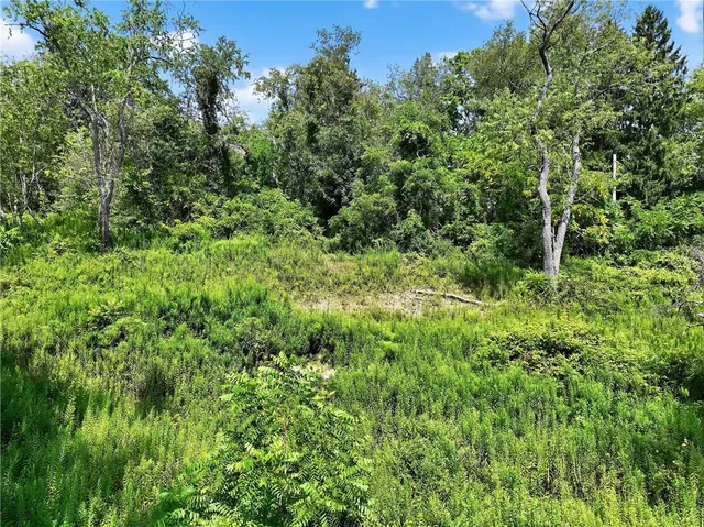 a view of a lush green forest