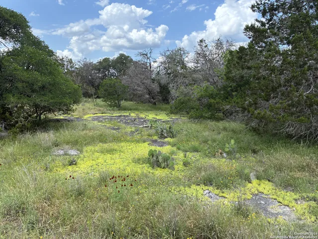 a view of a lush green space