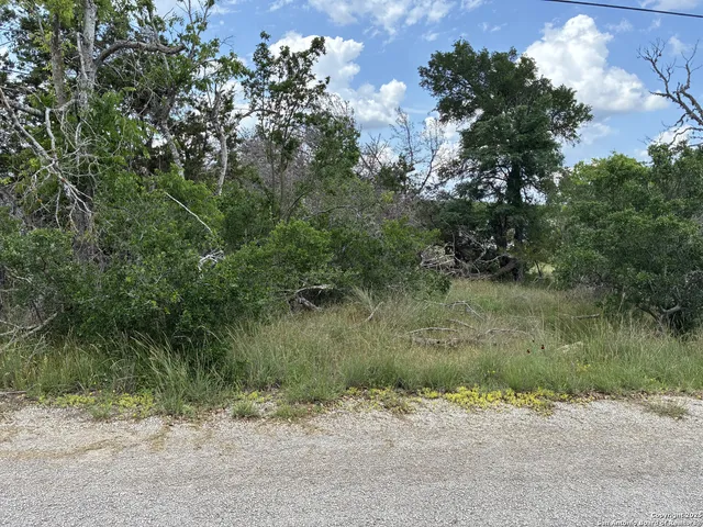 a view of a dirt road with plants and large trees