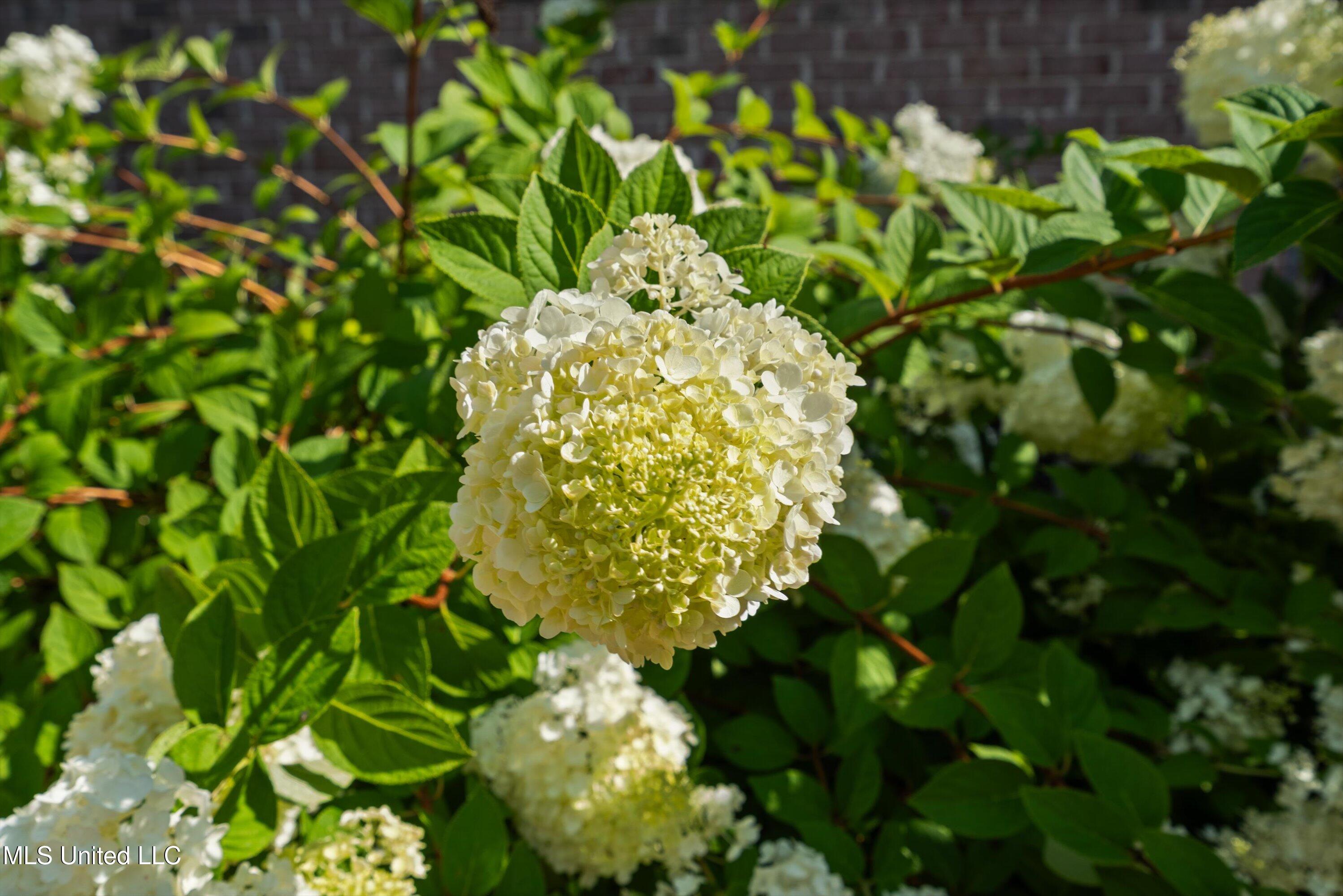 193 Crockett Loop Hernando, MS 38632 - Photo 46 of 64 46-Beautifully landscaped yard