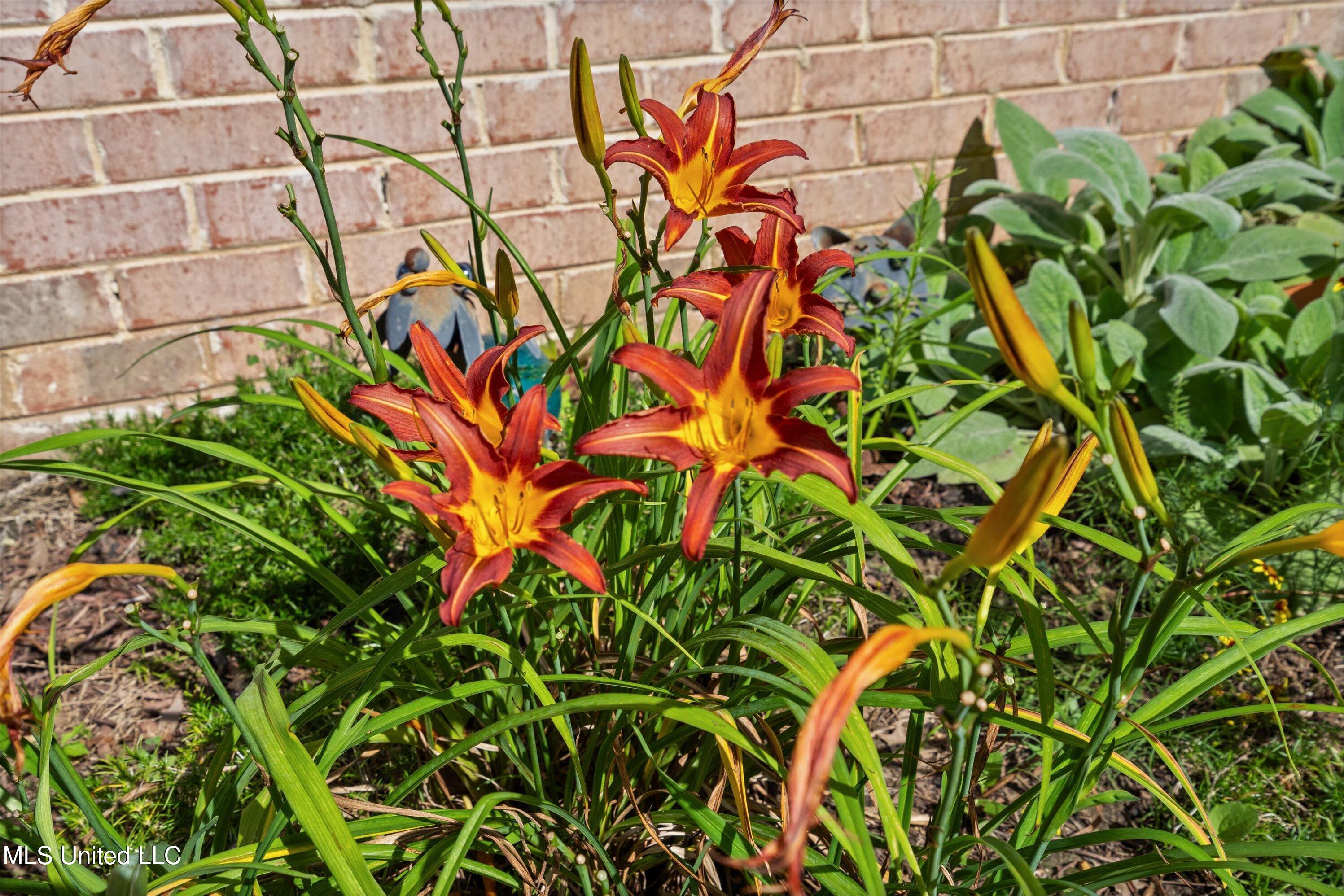 193 Crockett Loop Hernando, MS 38632 - Photo 48 of 64 Day lillies