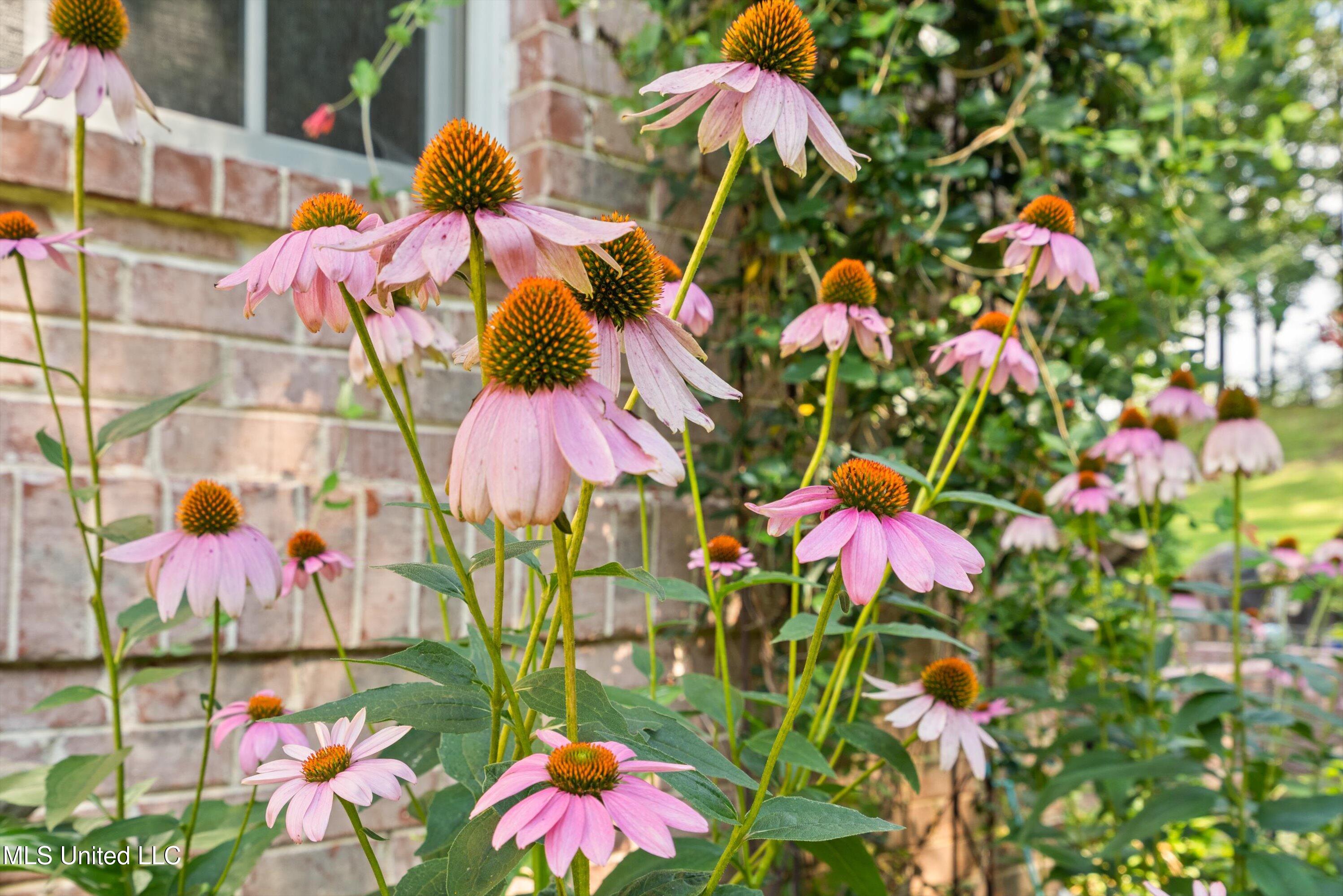 193 Crockett Loop Hernando, MS 38632 - Photo 49 of 64 Cone Flowers