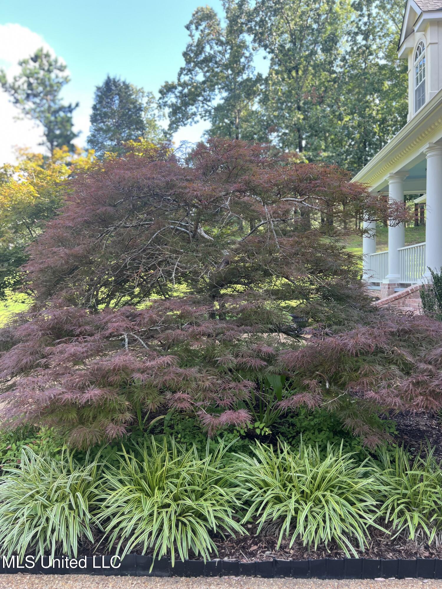193 Crockett Loop Hernando, MS 38632 - Photo 63 of 64 Japanese Maple