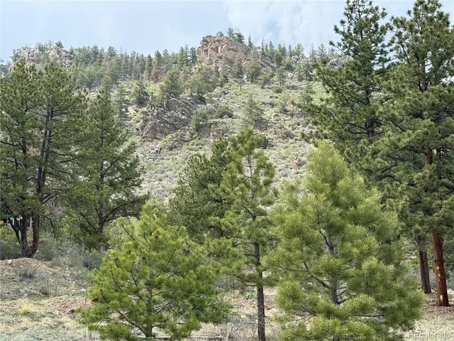 a view of a forest with a tree in the background