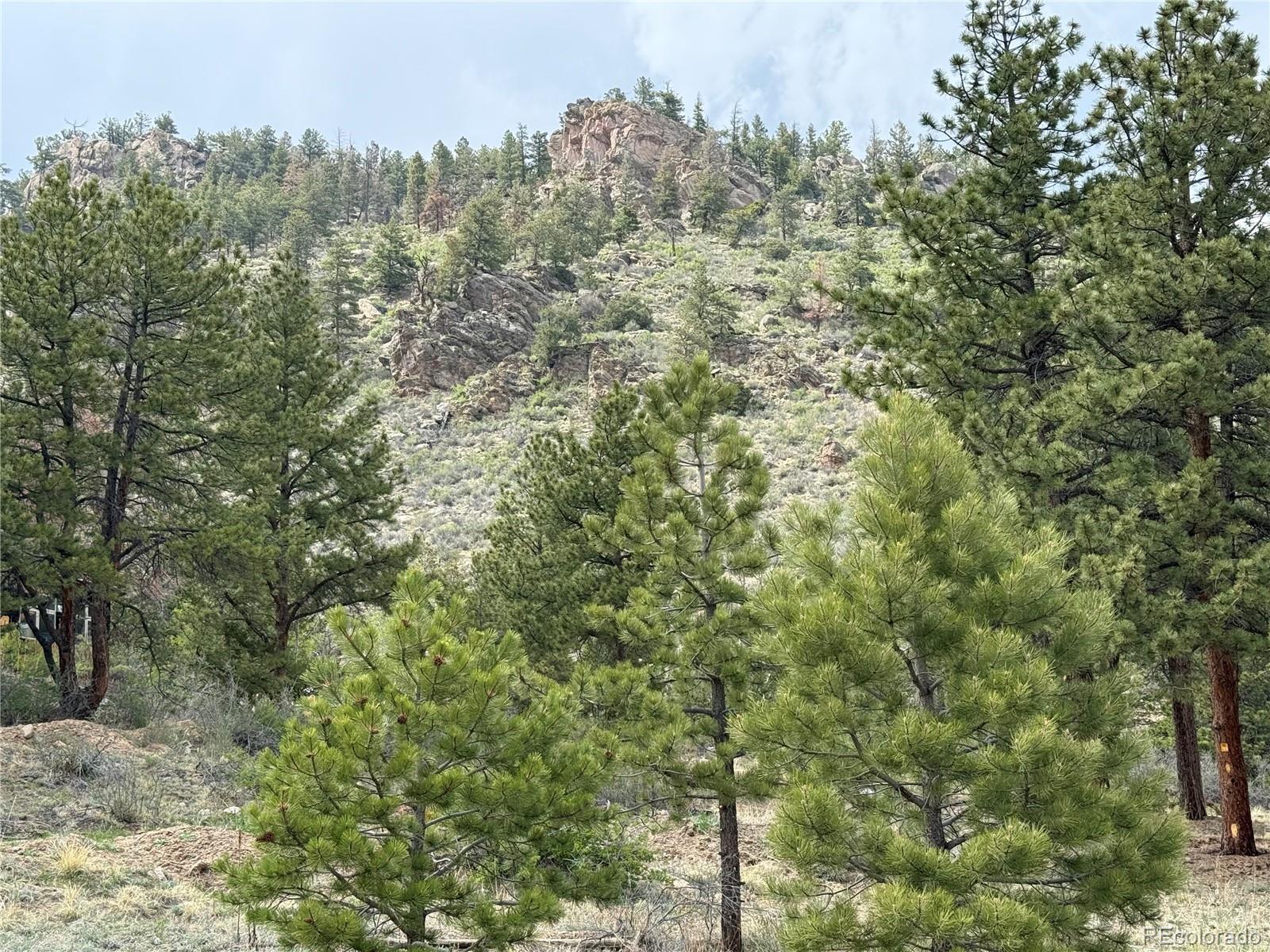 a view of a forest with a tree in the background