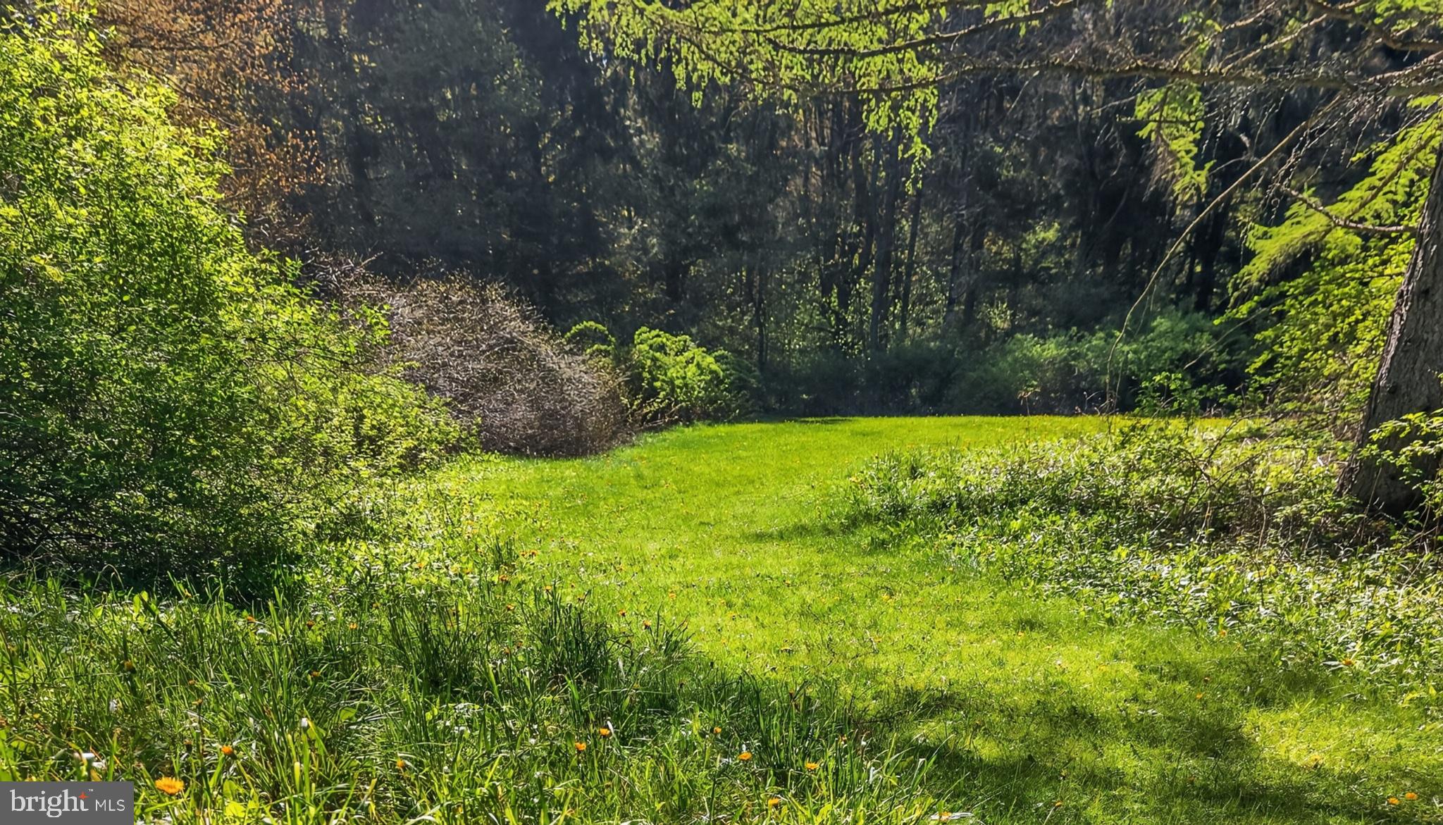 259 A A-Frame Road Coudersport, PA 16915 - Photo 105 of 130 Serene green oasis in nature's embrace.