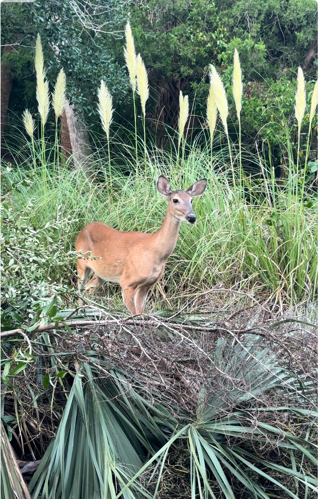8361 Shell House Road Edisto Island, SC 29438 - Photo 8 of 8 Deer