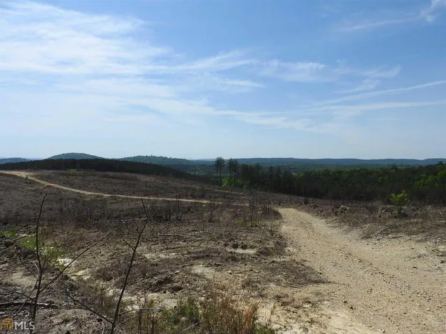 a view of a lush green forest
