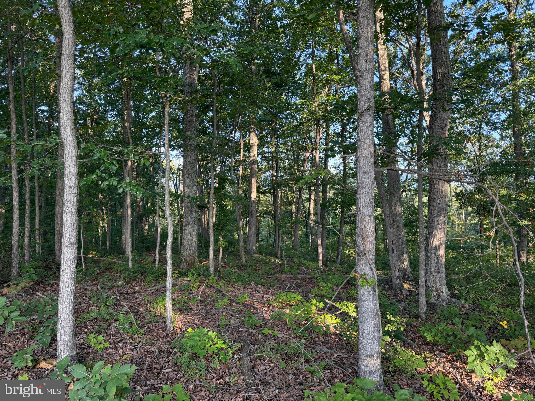 2 158.43 /- Acres Laurel Grove Road Winchester, VA 22602 - Photo 21 of 37 Gallery Image 21