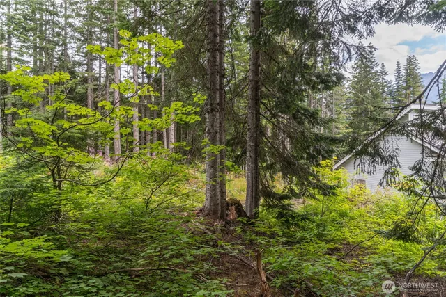a plant view in yard