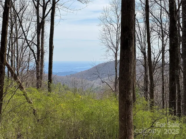 a view of a yard with large trees