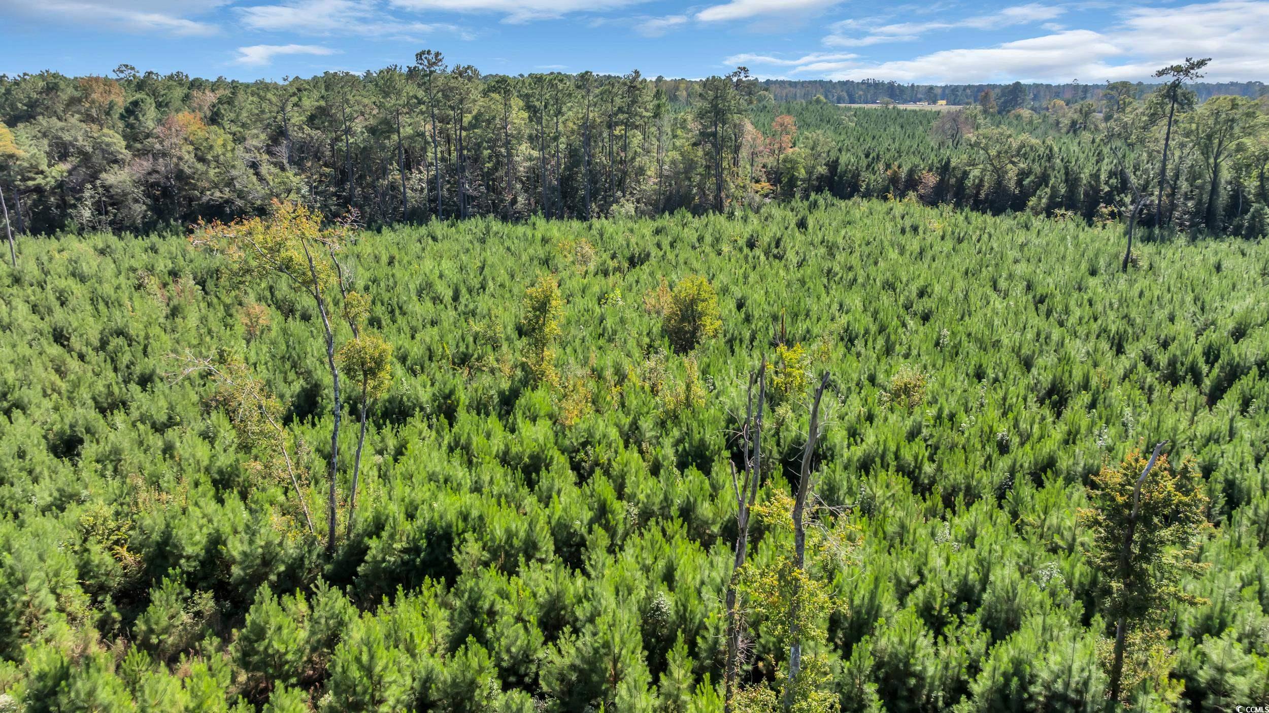 Tbd Tbd Not Specified Conway, SC 29526 - Photo 8 of 19