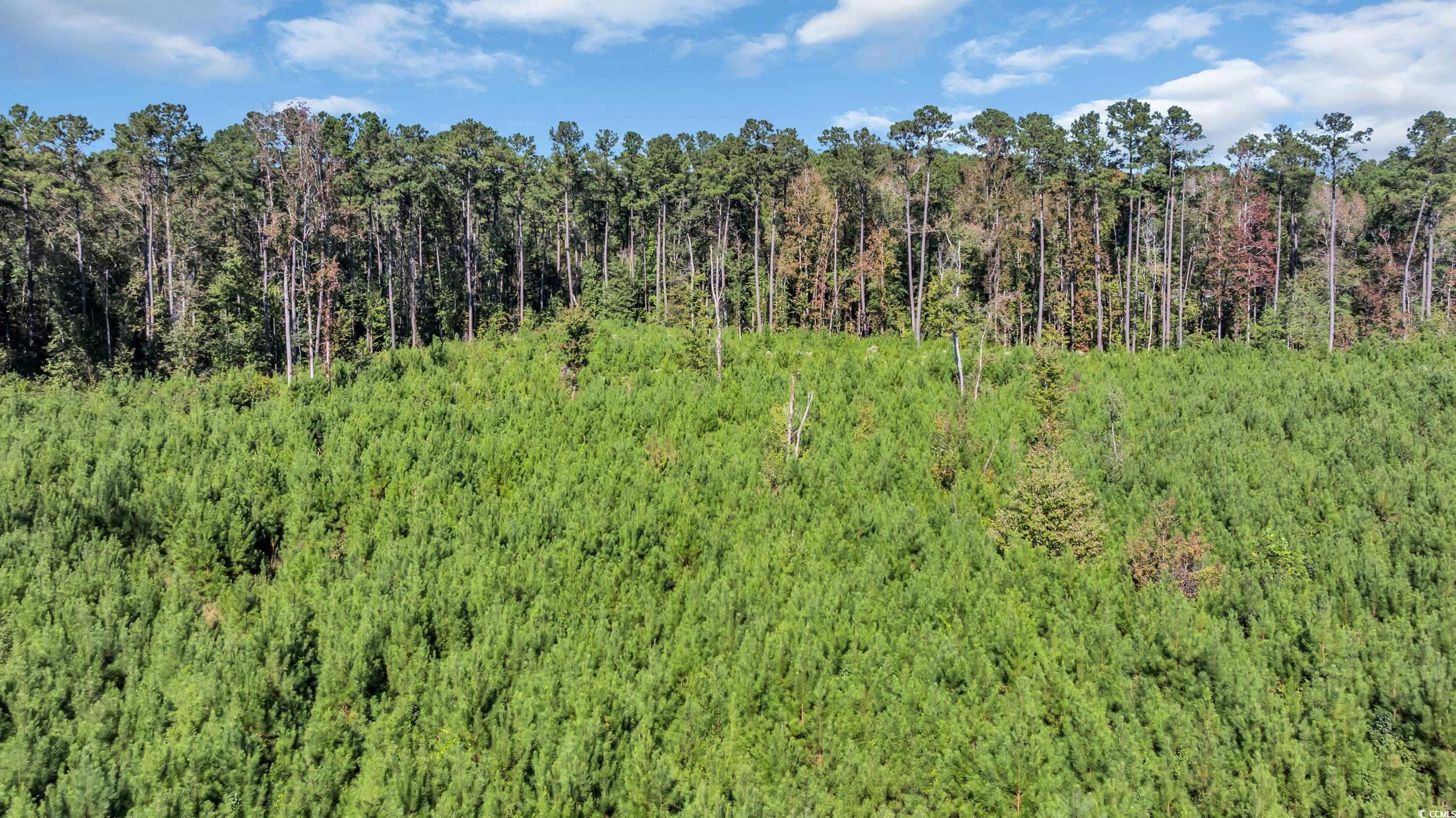 Tbd Tbd Not Specified Conway, SC 29526 - Photo 9 of 19