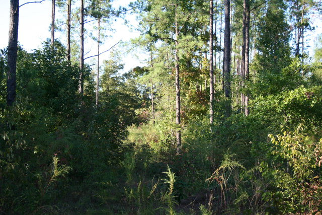 8 Randall Road Dearing, GA 30808 - Photo 1 of 1 Main View