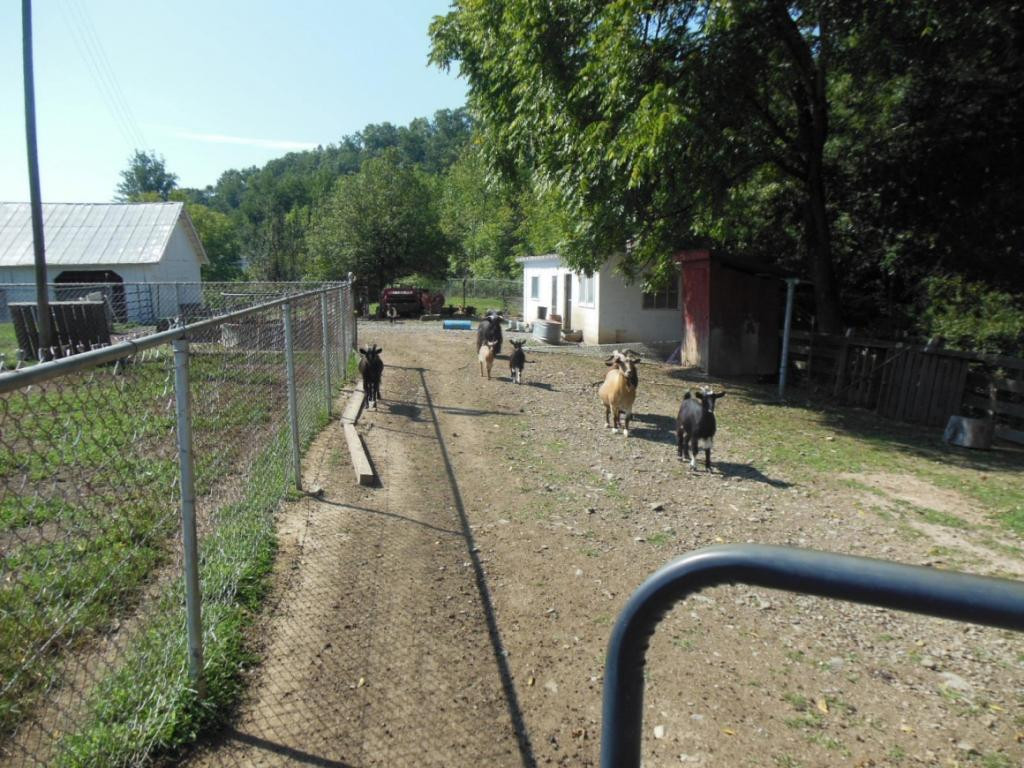 1322 Lick Creek Road Watauga, TN 37694 - Photo 13 of 34 Fenced For Animals