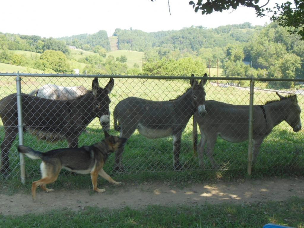 1322 Lick Creek Road Watauga, TN 37694 - Photo 20 of 34 Or Your Donkeys
