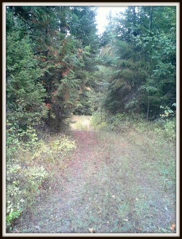 2821 Deep Lake Boundary Road Colville, WA 99114 - Photo 11 of 19 Gallery Image 11