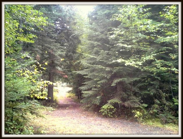 2821 Deep Lake Boundary Road Colville, WA 99114 - Photo 4 of 19 Gallery Image 4