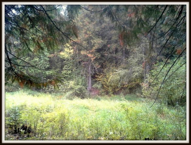 2821 Deep Lake Boundary Road Colville, WA 99114 - Photo 5 of 19 Gallery Image 5