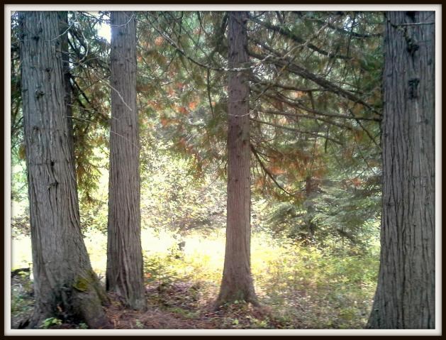 2821 Deep Lake Boundary Road Colville, WA 99114 - Photo 7 of 19 Gallery Image 7