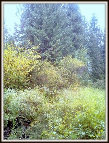 2821 Deep Lake Boundary Road Colville, WA 99114 - Photo 9 of 19 Gallery Image 9