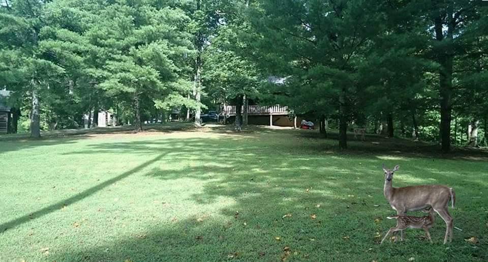 112 Slygo Road Trenton, GA 30752 - Photo 7 of 7 IMG_5526