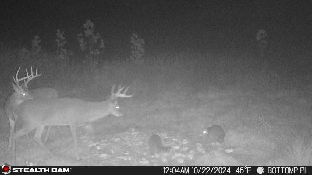 700 Clay Camp Road Hitchins, KY 41146 - Photo 70 of 108 Buck