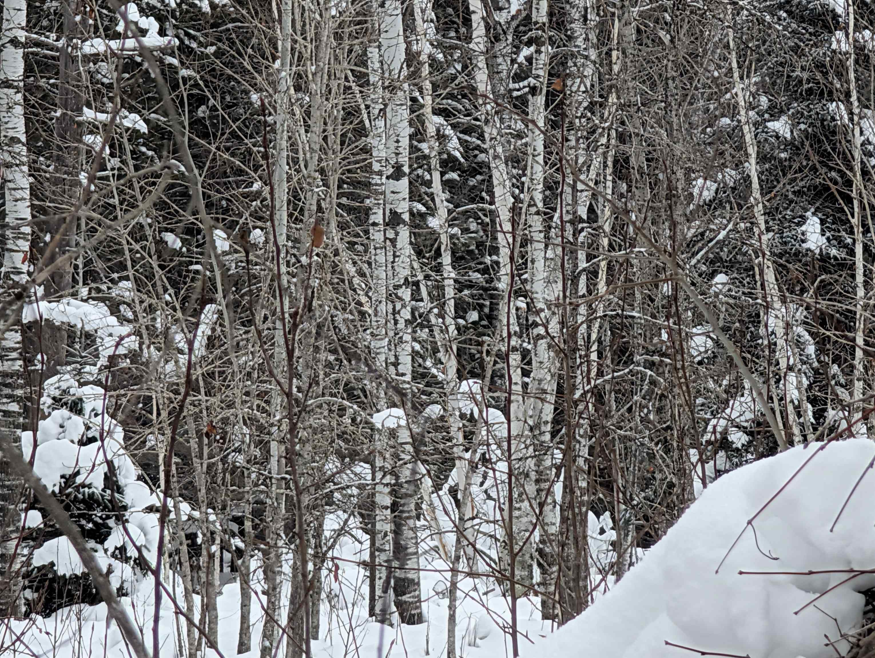 57695 Four Corners Road Mason, WI 54856 - Photo 2 of 3 Snowy landscape