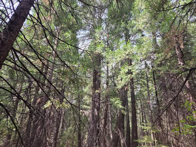a view of a forest with trees