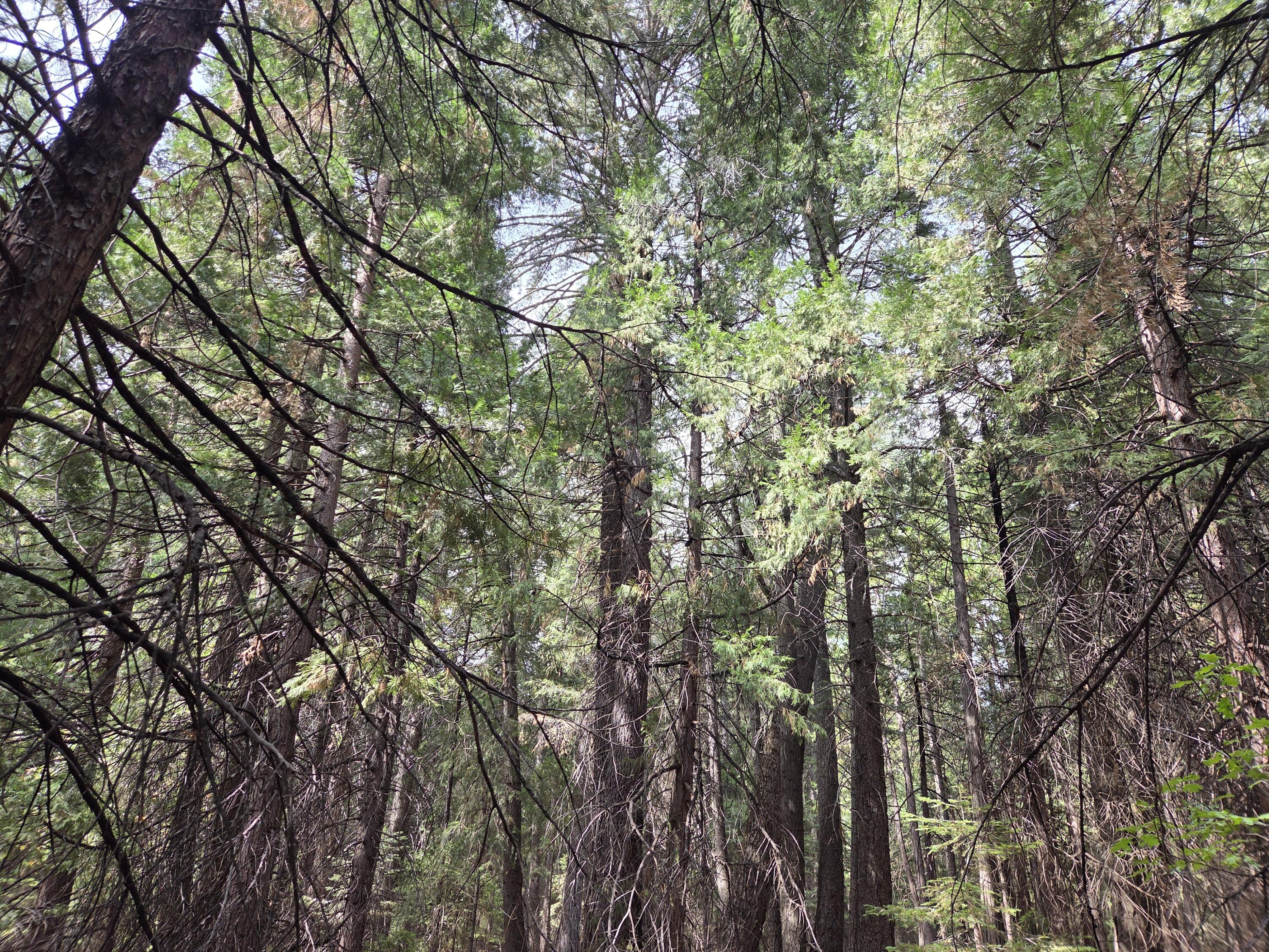 Lot 28-29 Emerald Way Shingletown, CA 96088 - Photo 12 of 14 a view of a yard with a tree