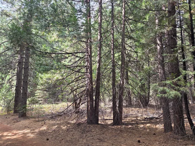 a view of a forest with trees