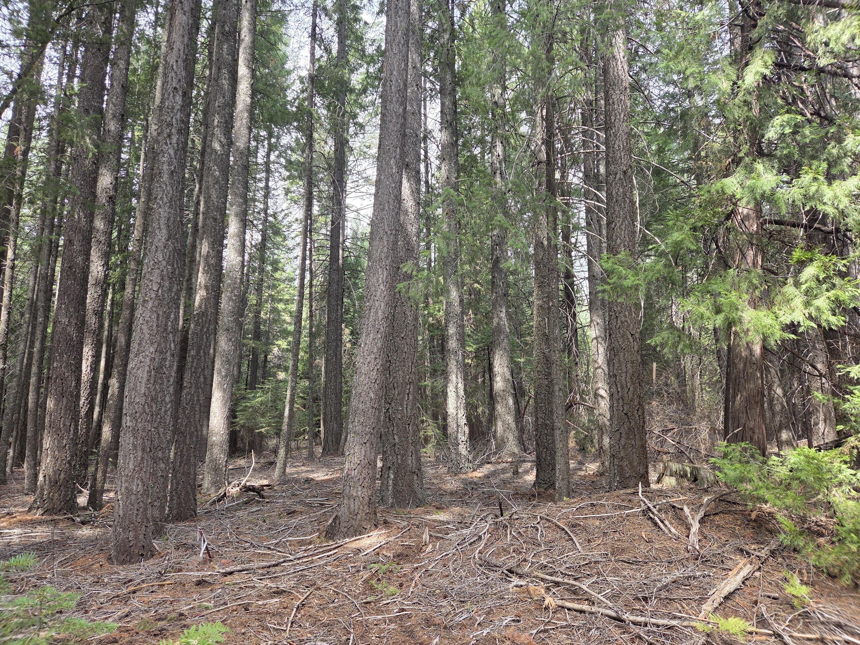 Lot 28-29 Emerald Way Shingletown, CA 96088 - Photo 7 of 14 a backyard of a house with lots of green space
