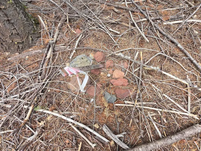a view of a forest with trees