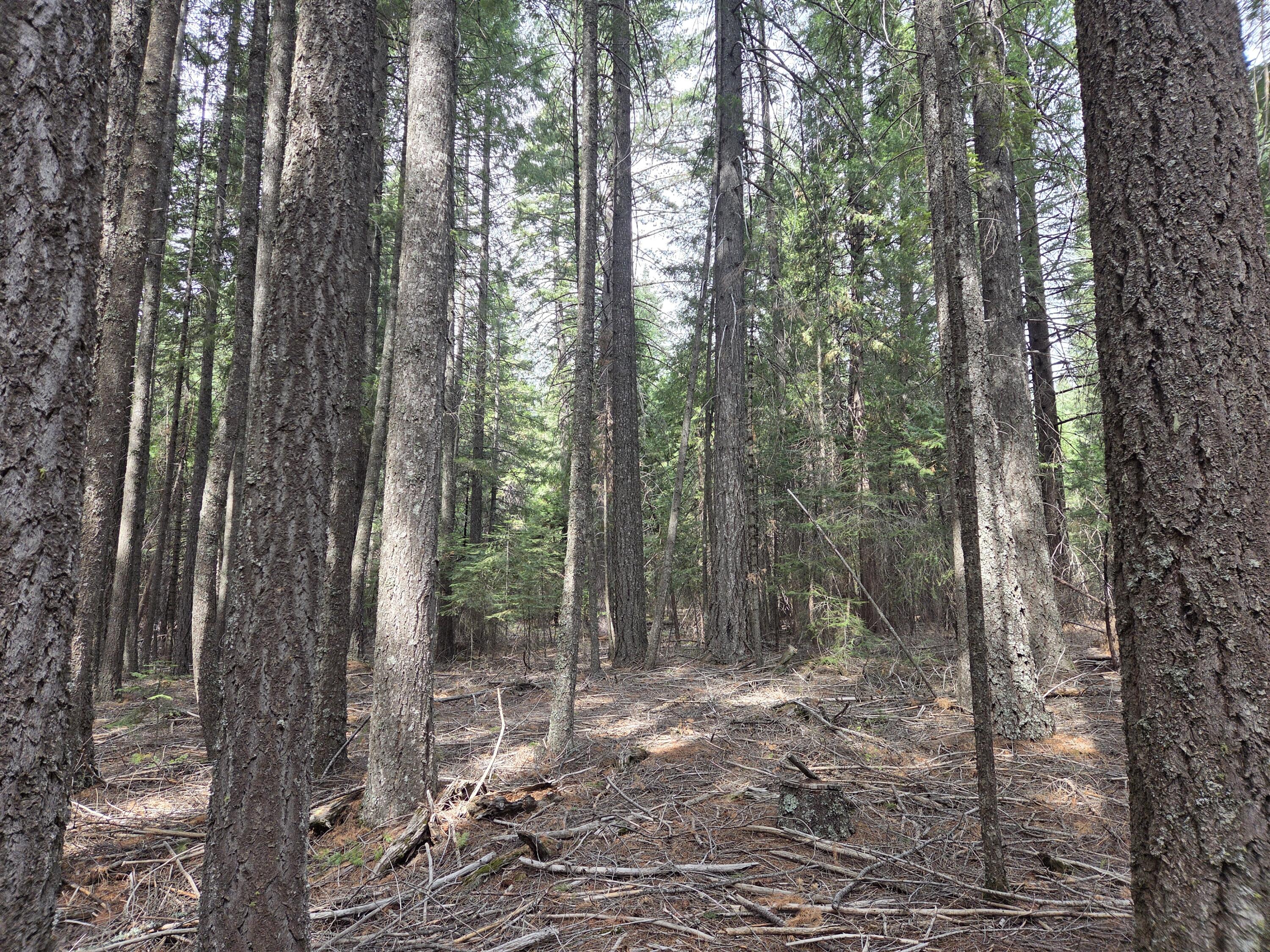 Lot 28-29 Emerald Way Shingletown, CA 96088 - Photo 10 of 14 a view of a forest with trees
