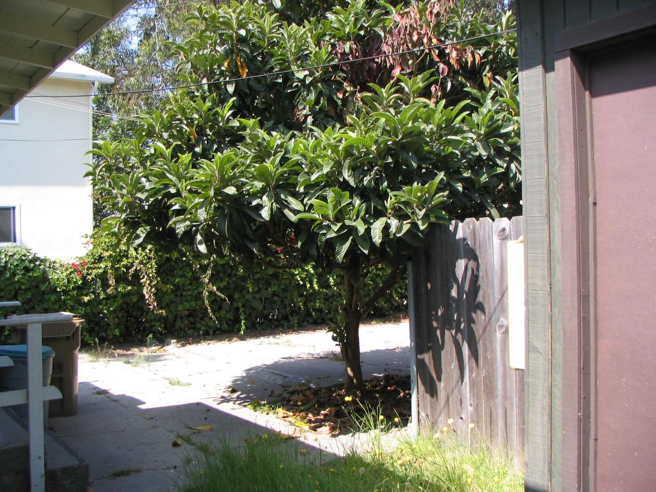 6638 Sabado Tarde Road Goleta, CA 93117 - Photo 11 of 15 Mature Trees