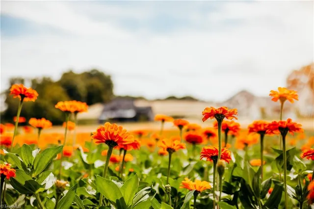 750 Royal Jasmine Court, Winston-Salem, NC 27106