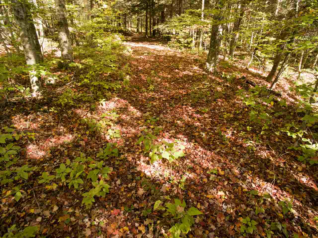 4-5 Forest Haunts Road Winhall, VT 05340 - Photo 8 of 10
