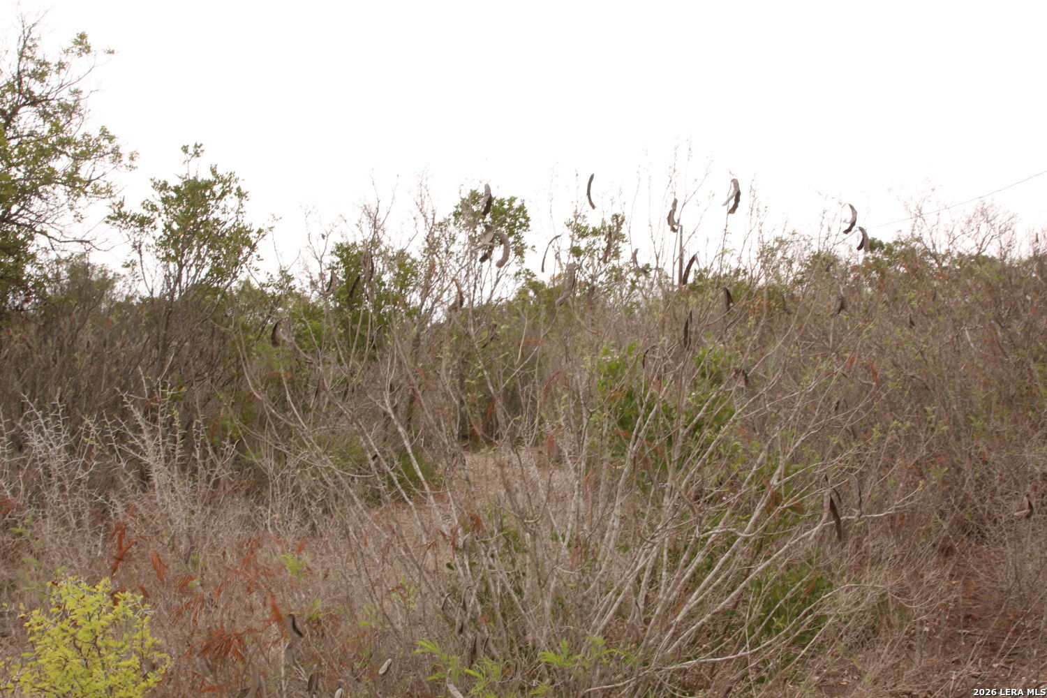 Tbd County Road 573 Castroville, TX 78009 - Photo 1 of 20 a view of a forest with a tree